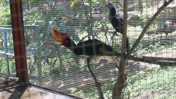 Melihat Burung Eksotis di Kotabaru, Kalimantan Selatan