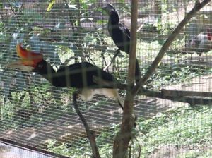 Melihat Burung Eksotis di Kotabaru, Kalimantan Selatan