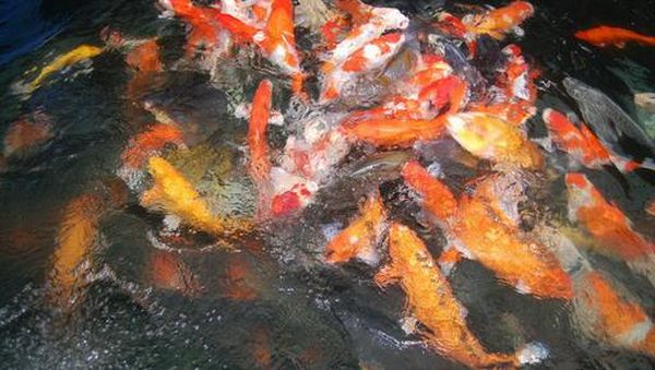 Melihat Ikan Koi Jempolan di Istna Koi