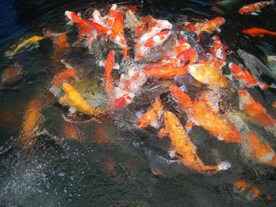 Melihat Ikan Koi Jempolan di Istna Koi