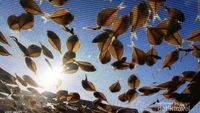 Melihat Proses Pembuatan Ikan Asin di Lhokseumawe