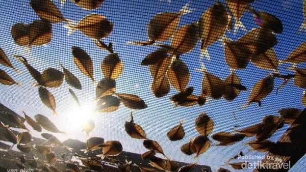 Melihat Proses Pembuatan Ikan Asin di Lhokseumawe