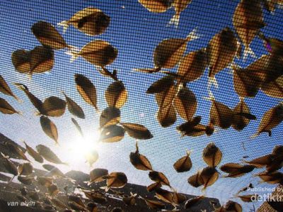 Melihat Proses Pembuatan Ikan Asin di Lhokseumawe