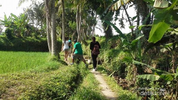 Melintasi Hijaunya Lembah Bongkasa di Bali