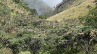 Mencari Bunga Abadi di Gunung Merbabu
