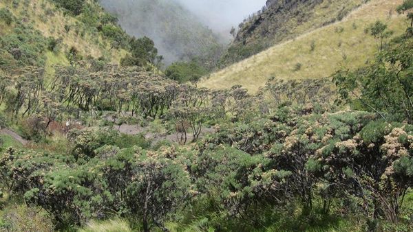 Mencari Bunga Abadi di Gunung Merbabu
