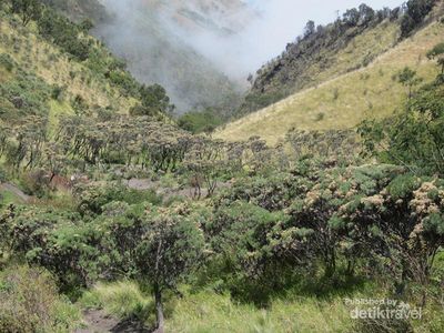 Mencari Bunga Abadi di Gunung Merbabu