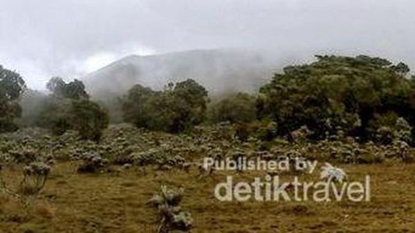 Mencari yang Abadi di Gunung Gede