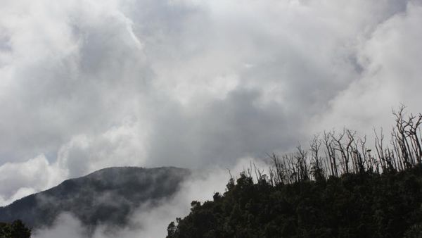 Menelusuri Hutan Mati di Papandayan