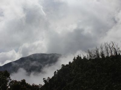 Menelusuri Hutan Mati di Papandayan