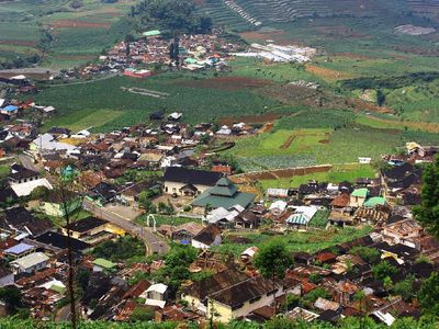 Menembus Awan di Kebun Teh Tambi, Dieng