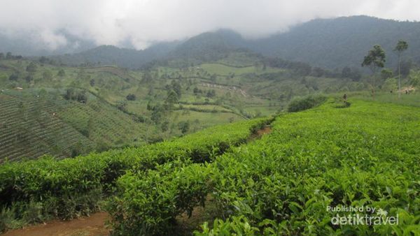 Mengejar Indahnya Mentari Pagi di Gunung Cikuray