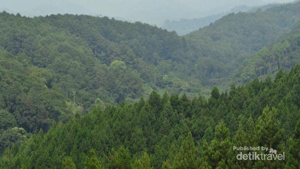 Mengenal Flora & Fauna di Pusat Pendidikan Konservasi Alam Bodogol