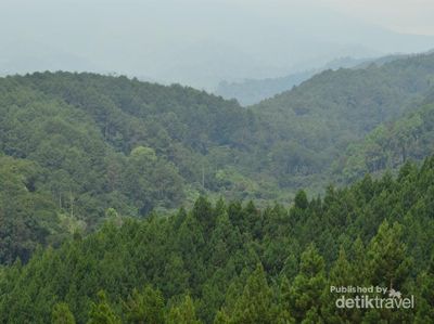 Mengenal Flora & Fauna di Pusat Pendidikan Konservasi Alam Bodogol