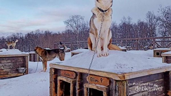 Mengenal Kakslauttanen, Resor Musim Dingin Keren Finlandia