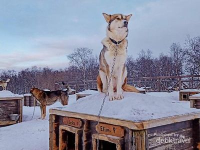 Mengenal Kakslauttanen, Resor Musim Dingin Keren Finlandia