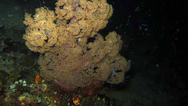 Mengintip Bawah Laut Raja Ampat di Malam Hari