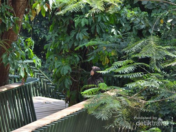Menikmati Hutan Kota Babakan Siliwangi dari Jembatan
