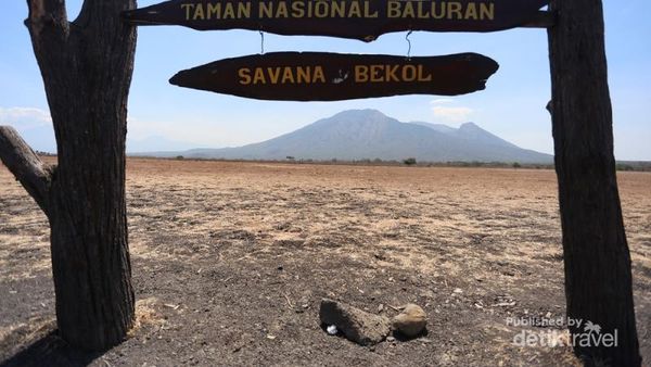 Menikmati Sepotong Afrika di Jawa