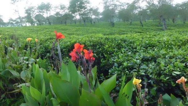 Menikmati Udara Sejuk yang Menenangkan di Kebun Teh Wonosari
