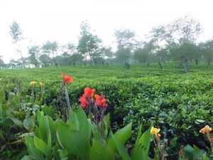 Menikmati Udara Sejuk yang Menenangkan di Kebun Teh Wonosari