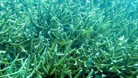 Menilik Kehidupan Bawah Laut Kepulauan Seribu