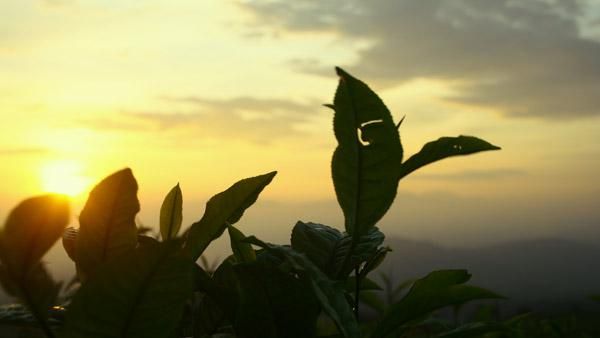 Meniti Matahari Pagi di Pagaralam