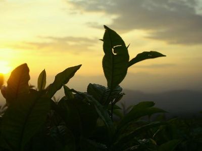 Meniti Matahari Pagi di Pagaralam