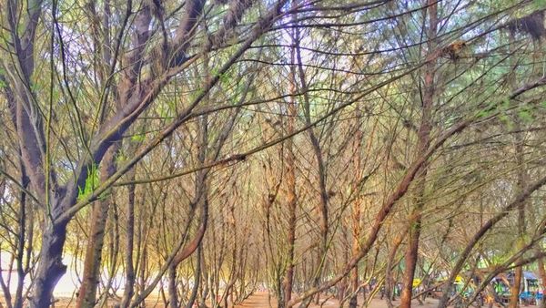 Menyambut Matahari di Pantai Sine, Tulungagung