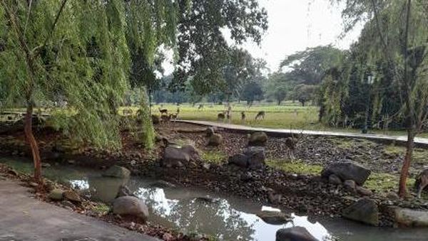 Menyapa Rusa di Istana Presiden Bogor