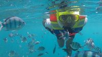 Menyelami Indahnya Kepulauan Karimunjawa