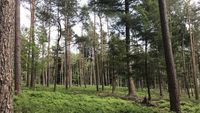 Menyusuri Hutan Kota di Apeldoorn yang Sunyi