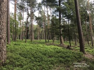 Menyusuri Hutan Kota di Apeldoorn yang Sunyi