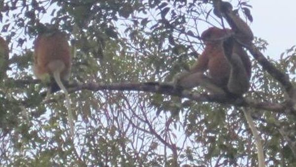 Menyusuri Sungai Sekonyer di Atas Kelotok
