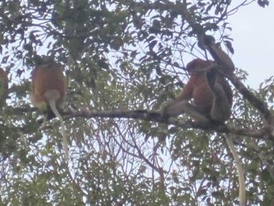 Menyusuri Sungai Sekonyer di Atas Kelotok
