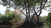 Menyusuri TN Sembilang, Surga Bakau Sumsel