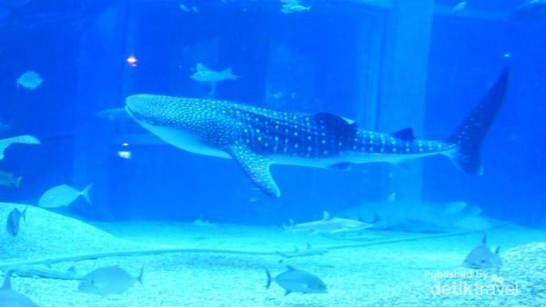 Miniatur Samudera Pasifik di Osaka Aquarium