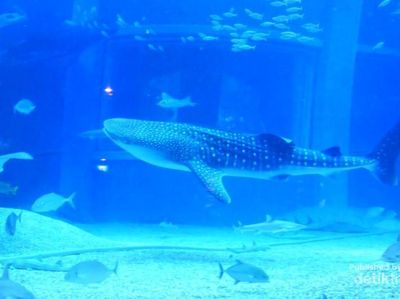 Miniatur Samudera Pasifik di Osaka Aquarium