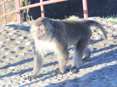 Misteri di Danau Kelimutu