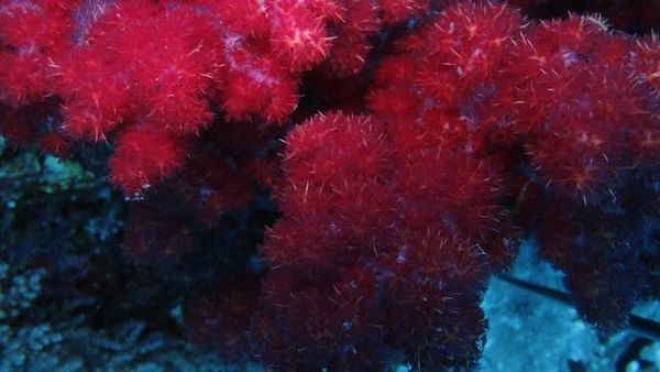 Monumen Palagan Sambi, PangkalanBun