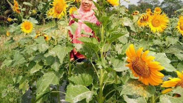 Mudik ke Magelang, Bisa Main ke Taman Bunga Matahari