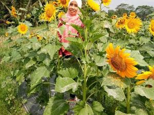 Mudik ke Magelang, Bisa Main ke Taman Bunga Matahari