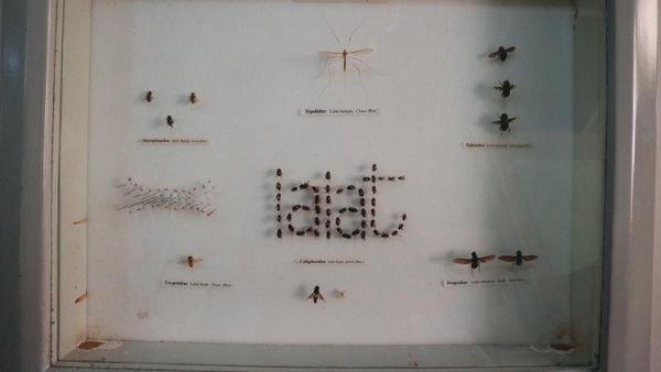 Museum Ini Simpan Beragam Serangga