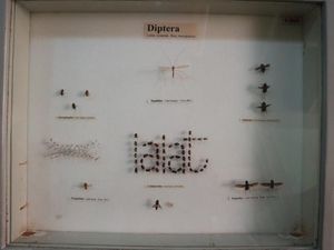 Museum Ini Simpan Beragam Serangga
