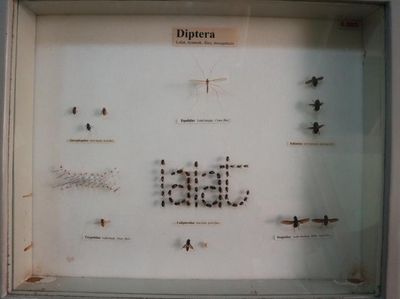 Museum Ini Simpan Beragam Serangga
