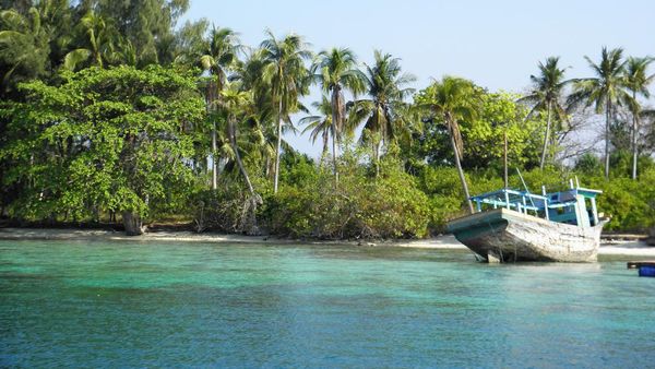 Ngeri-ngeri Asyik! Berenang Bareng Hiu di Karimunjawa