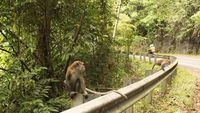 Nongkrong di Warung Bareng Siamang di Aceh Jaya