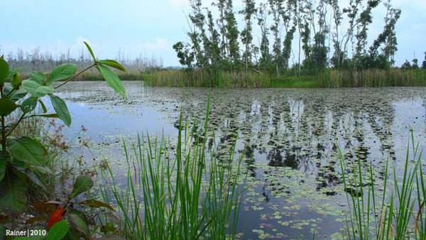 Oase di Tengah Pulau Bangka
