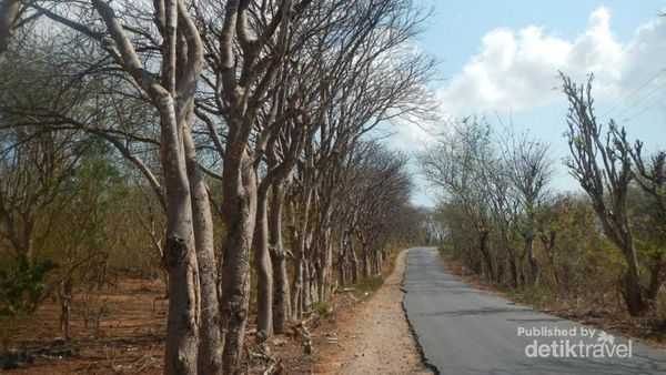 Oenesu, yang Segar dari Kupang