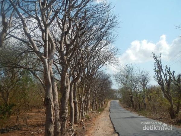 Oenesu, yang Segar dari Kupang